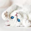 White Cat With Blue Eyes Diamond Painting
