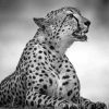 Black White Cheetah Diamond Paintings