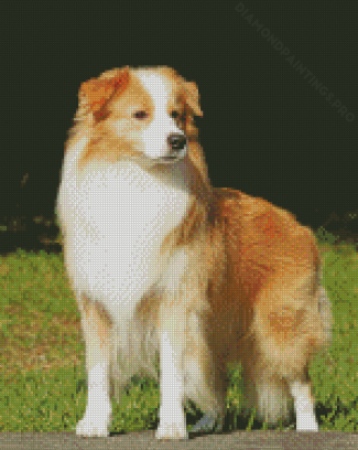 Blonde Border Collie Dog Diamond Painting