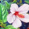 Blooming White Hibiscus Diamond Paintings