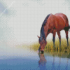 Brown Mare Horse Drinking Water Diamond Painting