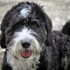 Close Up Black Bernedoodle Diamond Painting