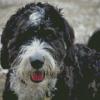 Close Up Black Bernedoodle Diamond Painting