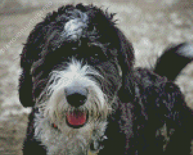 Close Up Black Bernedoodle Diamond Painting