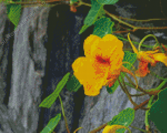 Close Up Yellow Nasturtium Diamond Painting