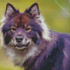 Finnish Lapphund Head Diamond Painting