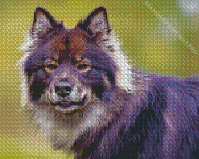 Finnish Lapphund Head Diamond Painting