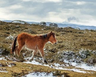 Horse Foal In Winter Diamond Paintings