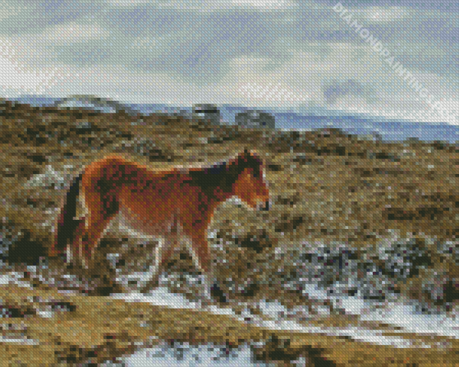 Horse Foal In Winter Diamond Paintings