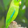 Parrotlet Bird On Tree Diamond Paintings