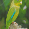 Parrotlet Bird On Tree Diamond Paintings