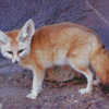 Phoenix Fox Animal Diamond Paintings