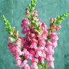 Pink Snapdragons Plant Diamond Painting