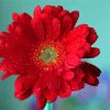 Red Gerbera Daisy Water Drops Diamond Painting