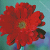 Red Gerbera Daisy Water Drops Diamond Painting