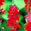 Red Snapdragons Diamond Painting