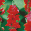 Red Snapdragons Diamond Painting