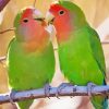 Rosy Faced Lovebirds On A Branch Diamond Painting