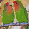 Rosy Faced Lovebirds On A Branch Diamond Painting