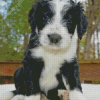 Sheepadoodle Dog Diamond Paintings