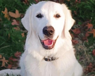 White Golden Retriever Dog Diamond Painting