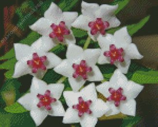 White And Purple Hoya Flowers Diamond Painting