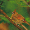 Aesthetic Juvenile Cardinal Wild Bird Diamond Painting