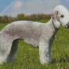 Bedlington Terrier Poster Diamond Painting