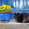 Black Cat And Flowers In Pot Diamond Painting