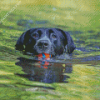 Black Dog Swimming Diamond Painting