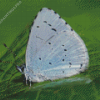 Blue And White Butterfly Insect Diamond Painting