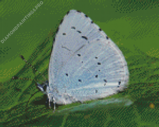 Blue And White Butterfly Insect Diamond Painting