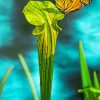 Butterfly On Pitcher Plant Diamond Painting