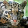 Close Up Clouded Leopard Diamond Paintings
