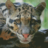 Close Up Clouded Leopard Diamond Paintings