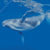 Humpback Whale Diamond Paintings