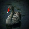 Lonely Black Swan Diamond Paintings