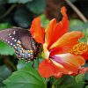 Orange Hibiscus With Butterfly Diamond Paintings
