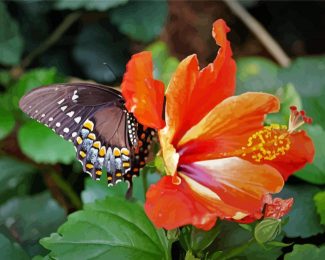 Orange Hibiscus With Butterfly Diamond Paintings