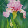 Pink Iris Art Diamond Painting