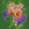 Purple And Pink Iris Diamond Painting