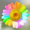 Rainbow Colorful Daisy Flower Diamond Paintings