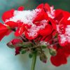 Red Spring Flower In Snow Diamond Painting