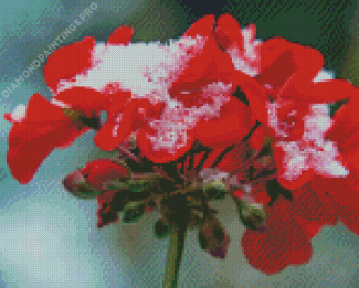 Red Spring Flower In Snow Diamond Painting
