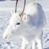 White Deer In Snow Diamond Paintings