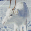 White Deer In Snow Diamond Paintings