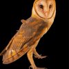 Aesthetic Brown Owl Diamond Painting