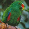 Eclectus Bird Diamond Painting