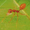 Oecophylla Smaragdina Insect Diamond Painting