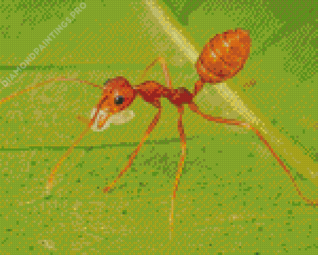 Oecophylla Smaragdina Insect Diamond Painting